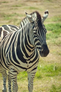 Zebra ayakta çimenlerin üzerinde