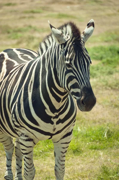 Zebra staande op gras — Stockfoto