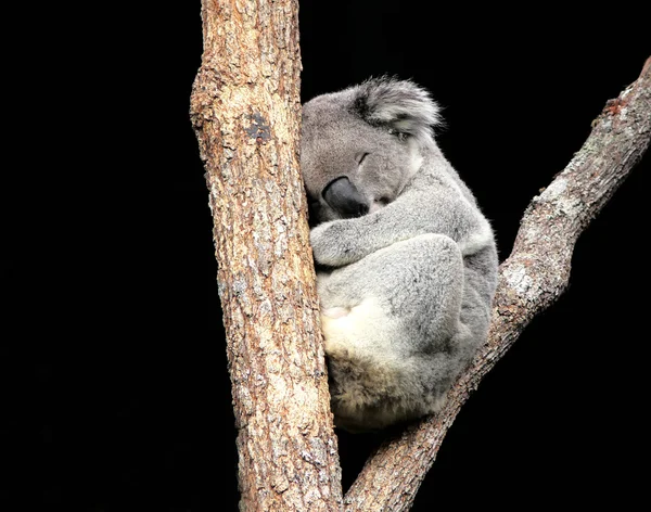 Koala spanie w drzewo — Zdjęcie stockowe