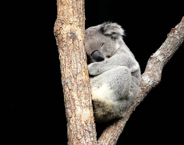 Koala sover i träd Royaltyfria Stockfoton