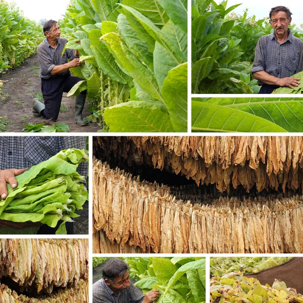 Production of tobacco, split screen — Stock Photo, Image