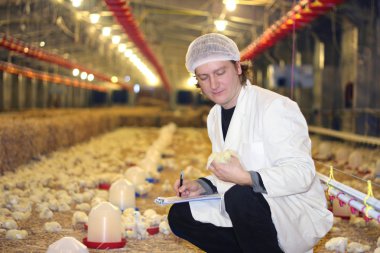 Vet working on chicken farm