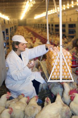 Farmer collecting eggs in chicken farm clipart