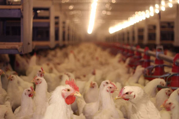 Tavuk çiftliği, tavuk — Stok fotoğraf