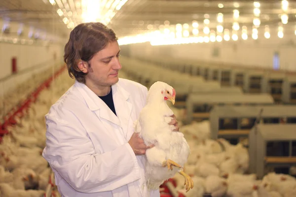 Veterinaria trabajando en granja de pollos — Foto de Stock