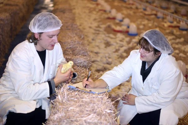 Veterinaria y agricultora en granja de pollos — Foto de Stock