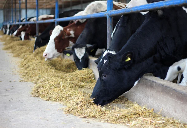 Koeien op de boerderij — Stockfoto