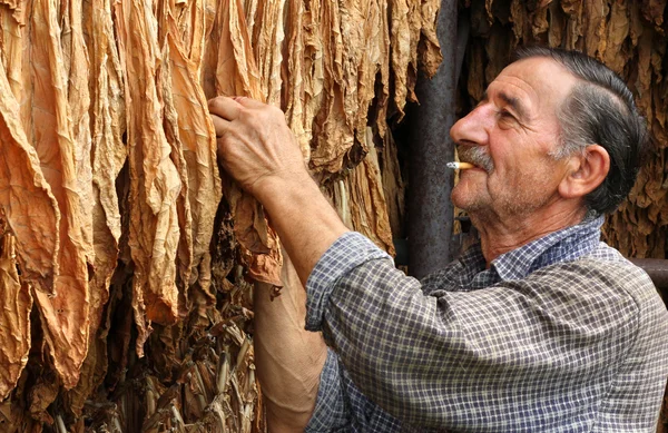 Farmer controls dry tobacco leaf — Stock Photo, Image