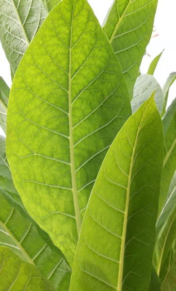 Tobaksblad — Stockfoto