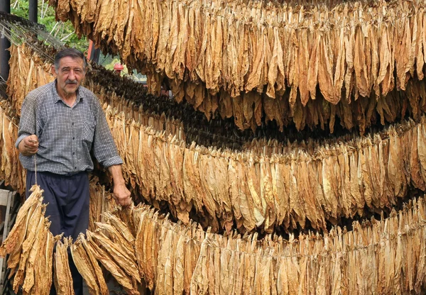 Mezőgazdasági termelő szabályozza a száraz dohánylevelek — Stock Fotó