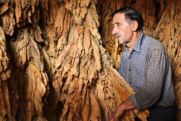 Фермер контролирует сухой табачный лист — стоковое фото