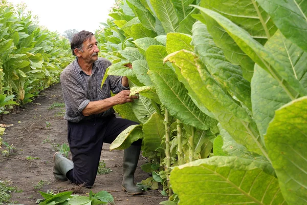 Farmer cosecha tabaco — Foto de Stock