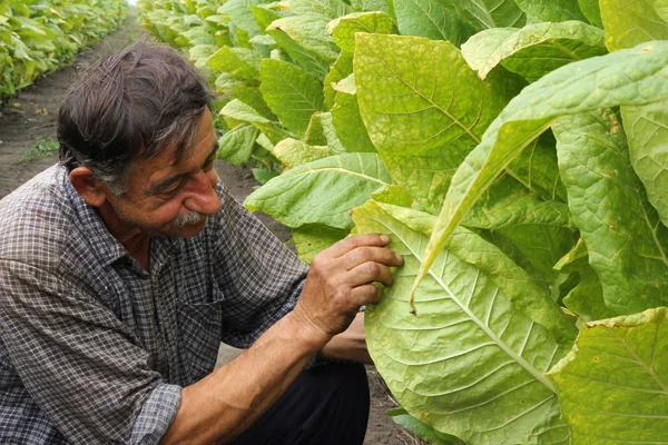 Bauern ernten Tabak — Stockfoto