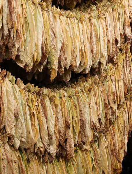 Folha de tabaco seco — Fotografia de Stock