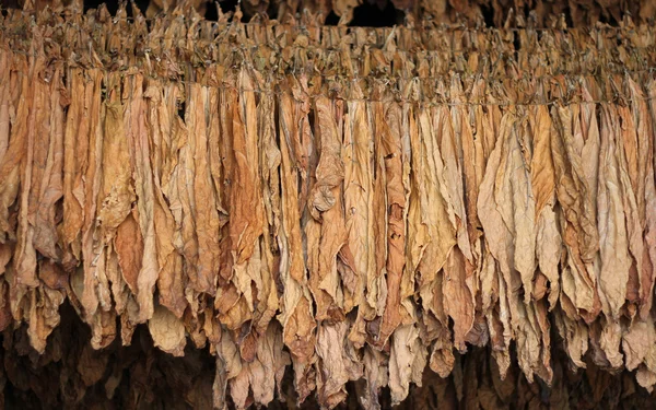 Сухий тютюнового листя — стокове фото