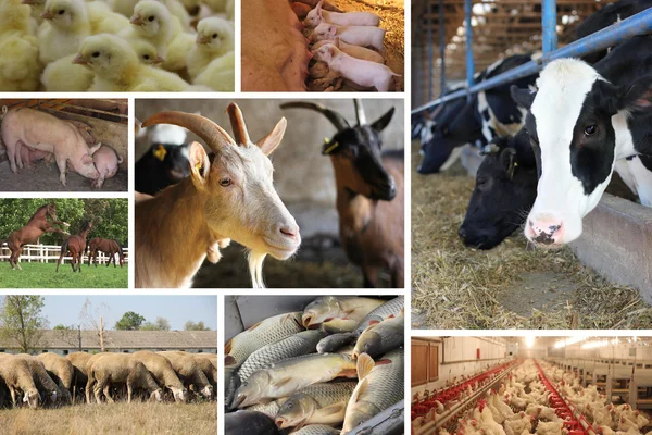 Landbouwhuisdieren split-screen — Stockfoto