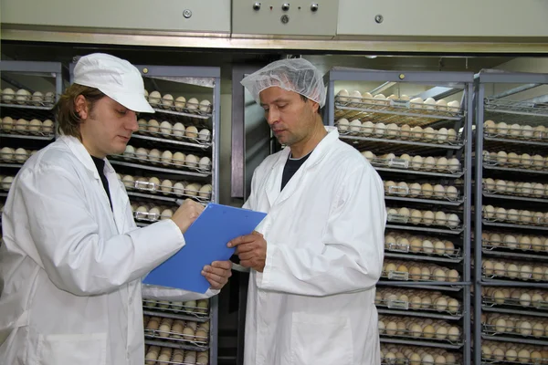Agricultores controlam ovos de galinha — Fotografia de Stock