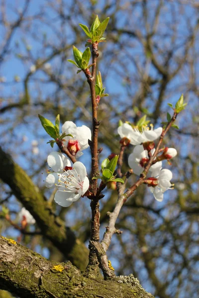 stock image Spring in the orchard