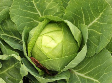 Cabbage clipart