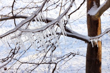 donmuş ağaç buz