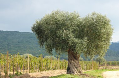 Olive tree and vineyard clipart