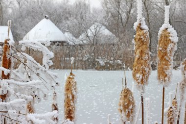 Frozen reeds and grass near the lake clipart