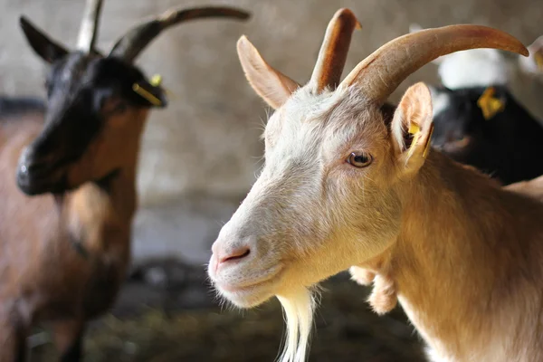 stock image Goats on Farm