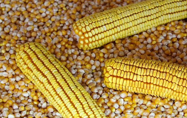 Nasiona kukurydzy — Zdjęcie stockowe