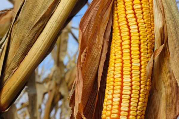 stock image Yellow Corn