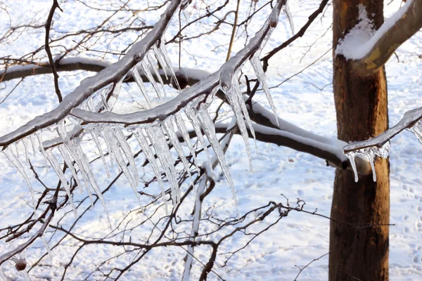 Ice on a frozen tree — Stock Photo, Image