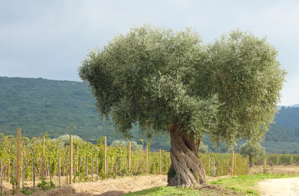 Olive tree and vineyard — Stock Photo, Image