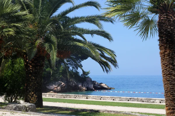 Denizde palmiye ağacı — Stok fotoğraf
