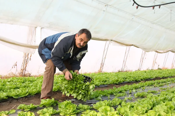 Agricultor que trabaja en el invernadero — Foto de Stock