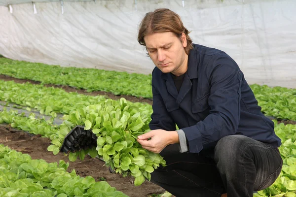 Farmer working in the greenhouse — Stock Photo, Image