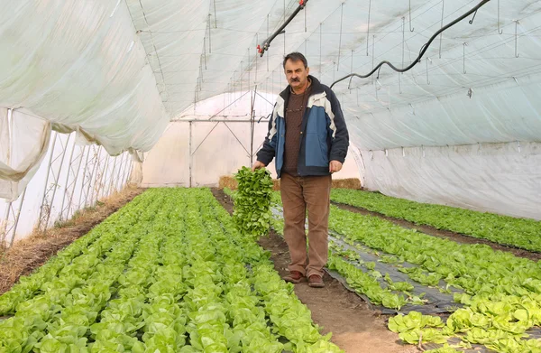 Jordbrukare som arbetar i växthuset — Stockfoto