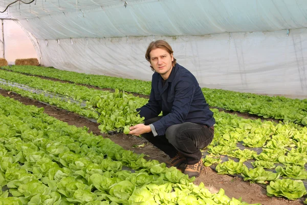 Jordbrukare som arbetar i växthuset — Stockfoto