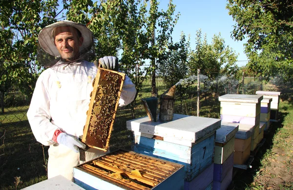 Μελισσοκόμο σε δράση — Φωτογραφία Αρχείου