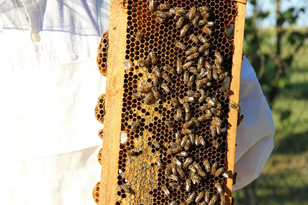 Beekeeper in action — Stock Photo, Image