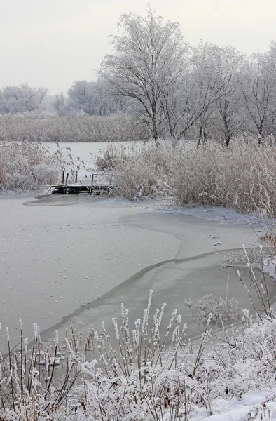 stock image Frozen reeds and grass near the lake