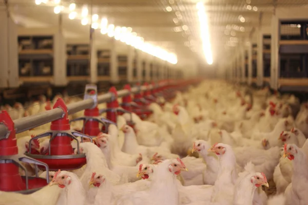 Chicken Farm, Poultry — Stock Photo, Image