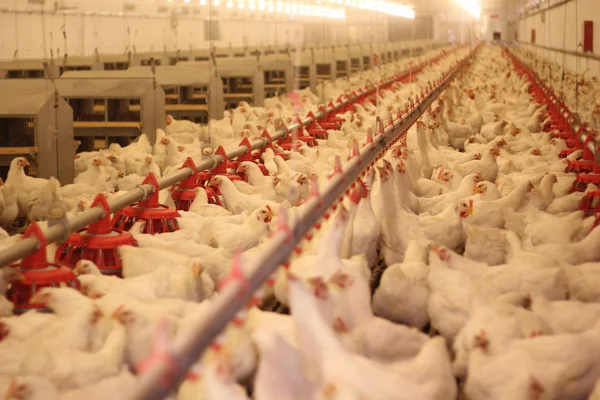 Αγρόκτημα κοτόπουλου, πουλερικά — Φωτογραφία Αρχείου