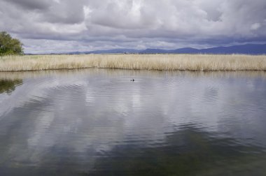 Tablas de daimiel Milli Parkı, İspanya