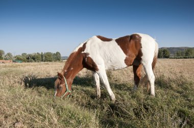 Pinto horse clipart