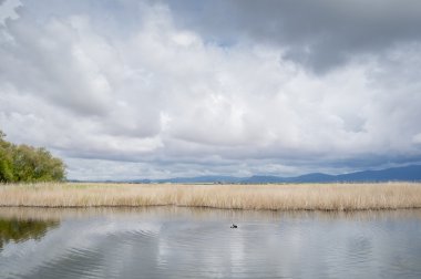 Tablas de daimiel Milli Parkı, İspanya