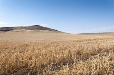 Barley field clipart