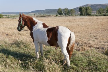 Pinto atı