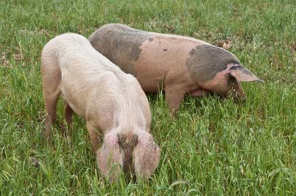 Pigs in the field — Stock Photo, Image