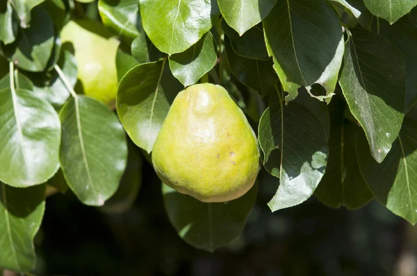 stock image Pear on branch