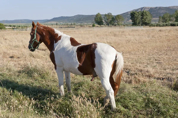 Pinto koně — Stock fotografie