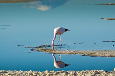Andean Flamingo (Phoenicoparrus andinus) clipart